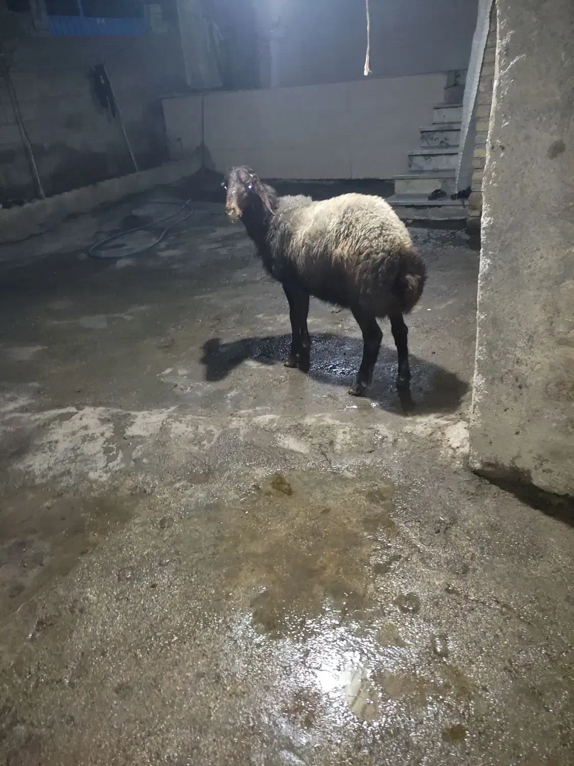 بره نر|حیوانات مزرعه|صادق آباد, |دیوار