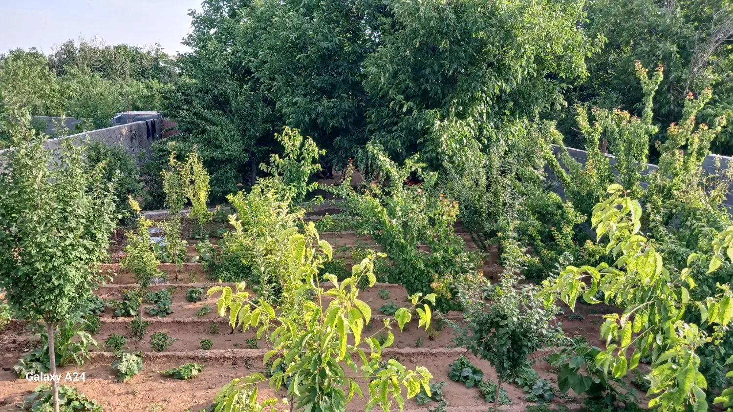 باغ در شهر نیر زیبای من|فروش خانه و ویلا|نیر (یزد), |دیوار