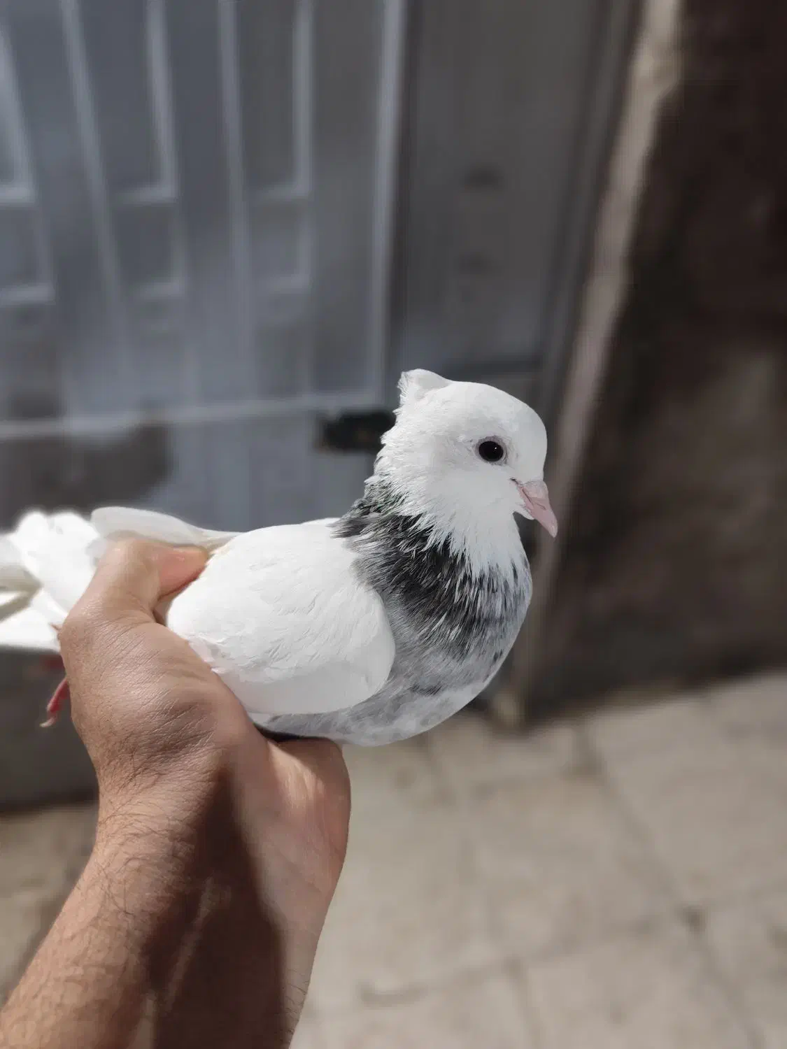 طوقی ماده|پرنده|خان ببین, |دیوار