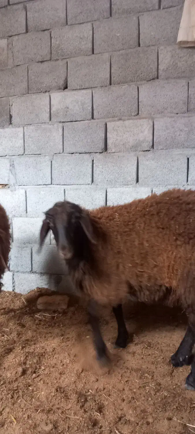 شراکت و همکاری  زرین شهر|استخدام مالی، حسابداری، حقوقی|اصفهان, خرم|دیوار