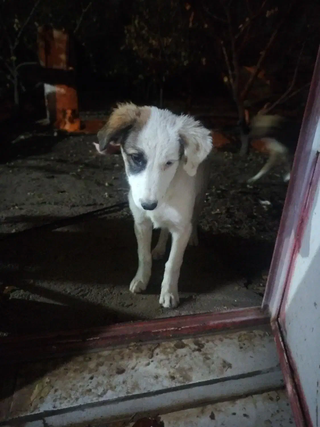 سگ نگهبان/نژاد دار/|سگ|ری, دولتآباد|دیوار