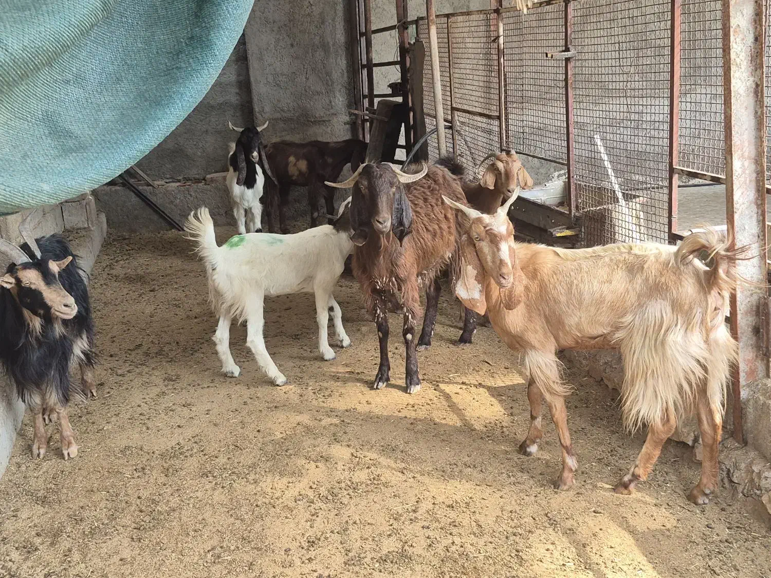 بز،تعدادی بز داشتی درجه یک آبستن کهره دارچغل|حیوانات مزرعه|وحدتیه, |دیوار