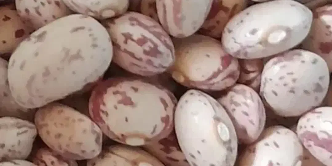 لوبیا چیتی|عمدهفروشی|مرودشت, ژیان|دیوار