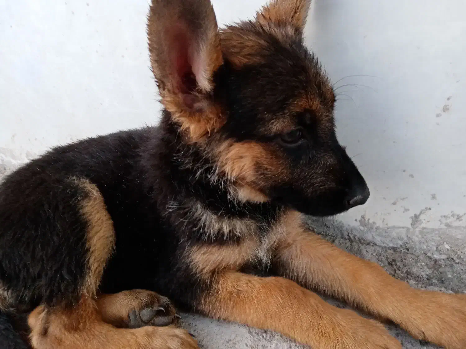 توله ژرمن  کلاسA|سگ|رفسنجان, |دیوار