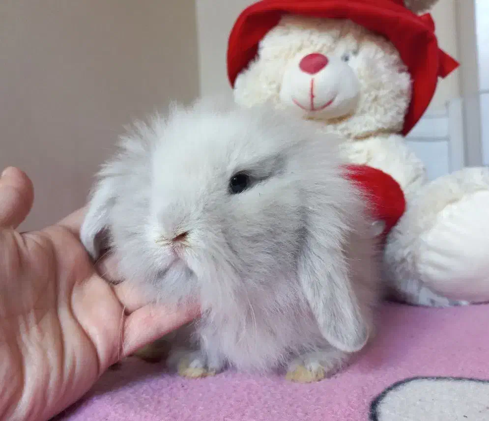 خرگوش مینی لوپ نسکافه ای|موش و خرگوش|کرج, کرج نو|دیوار