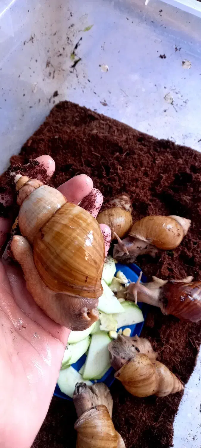 حلزون و خاویار حلزون|خزنده|تهران, افسریه شمالی|دیوار