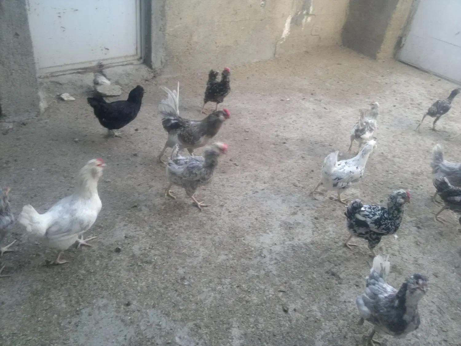 تخم مرغ نطفه دارگلین اصیل|حیوانات مزرعه|بیجار, |دیوار