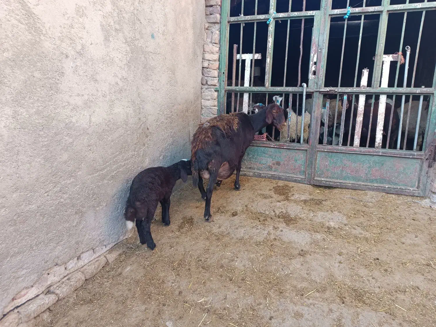 میش وبره|حیوانات مزرعه|بروجرد, |دیوار