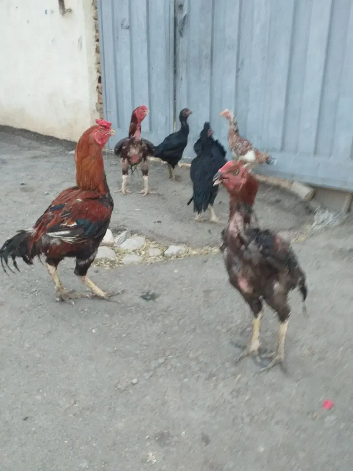 ۷ عدد مرغ و خروس لاری توعکس معلومه حضوری هم بیا|حیوانات مزرعه|ویسیان, |دیوار