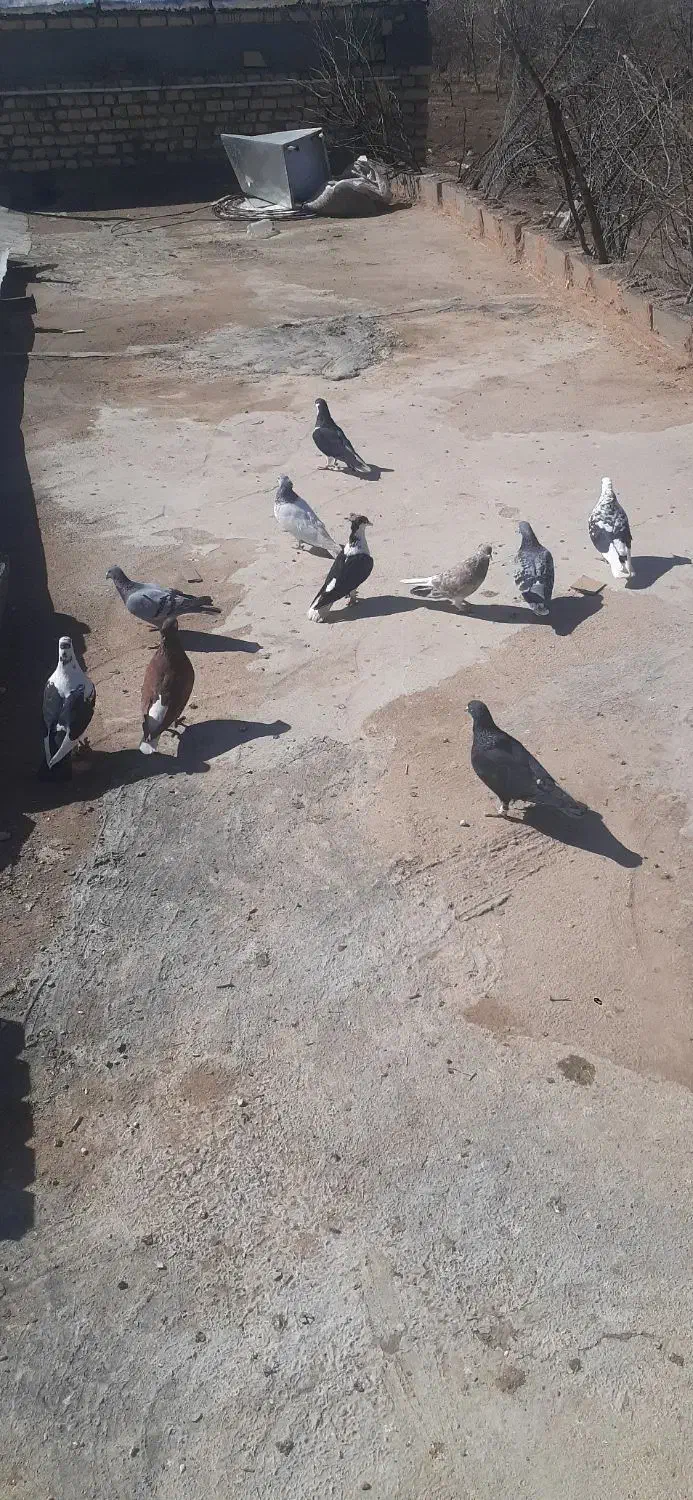 کفتر پرشی|پرنده|اسفراین, |دیوار