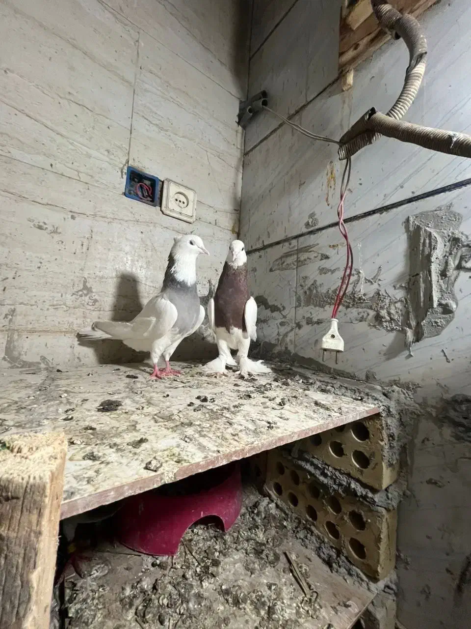 طوقی|پرنده|کارون, |دیوار