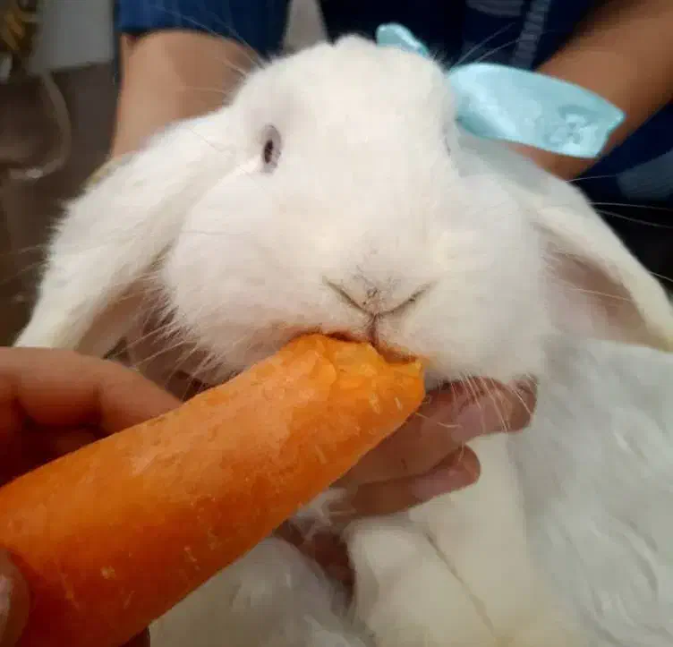 خرگوش لوپ سفید|موش و خرگوش|علی‌آباد کتول, |دیوار