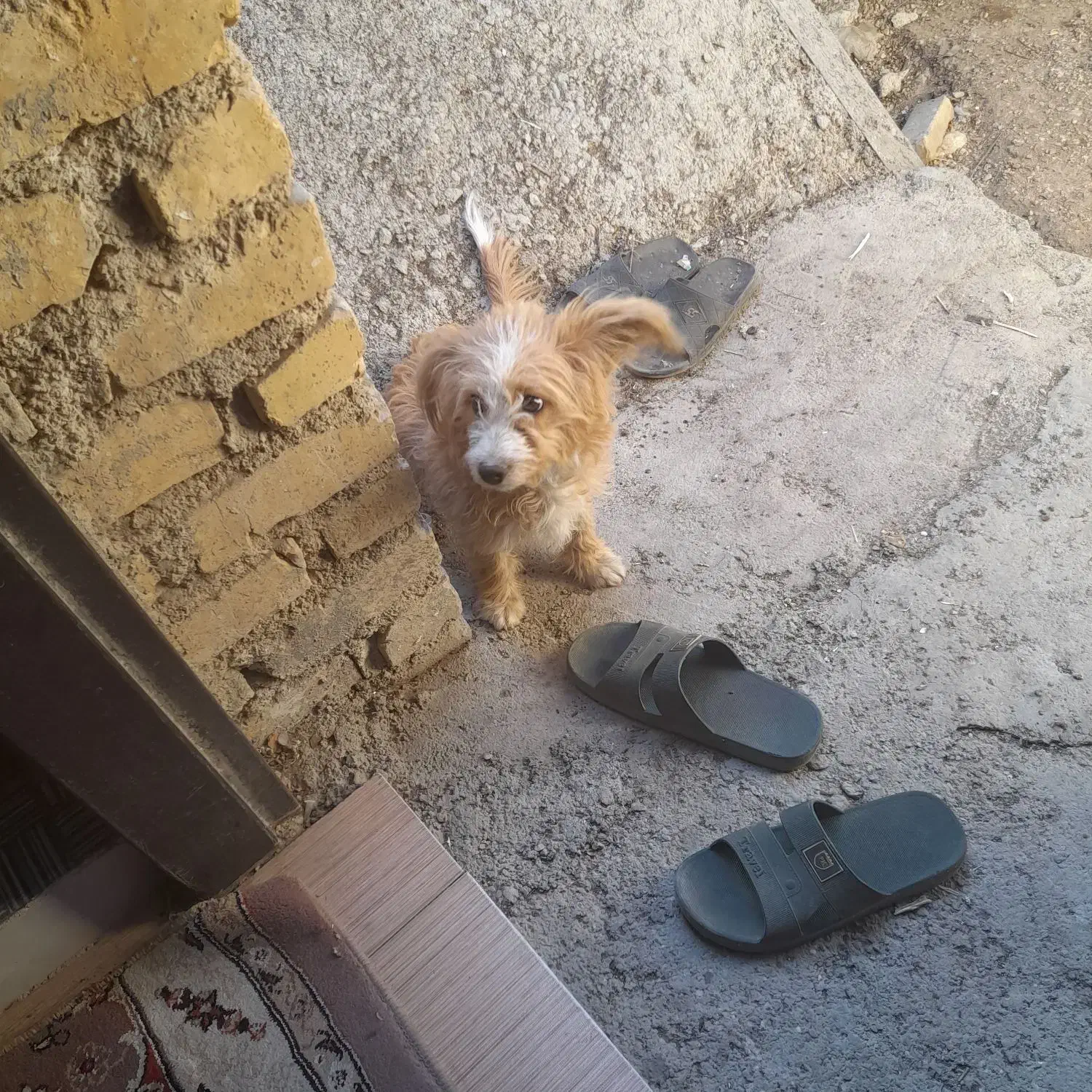 سگ پامر|سگ|فیروزآباد (فارس), |دیوار