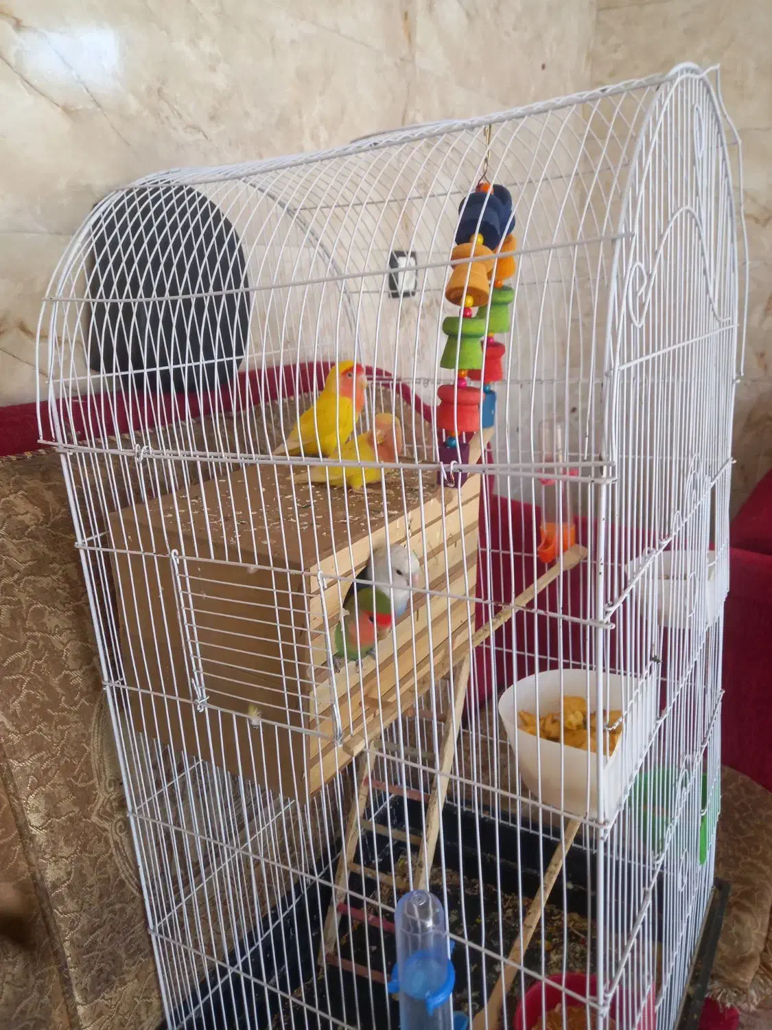 طوطی برزیلی|پرنده|جوانرود, |دیوار