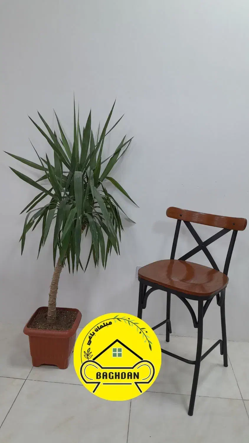 صندلی لهستانی کافه پلاستیکی میز ۹۰ در ۹۰ باغدان|میز و صندلی غذاخوری|چهارباغ, |دیوار