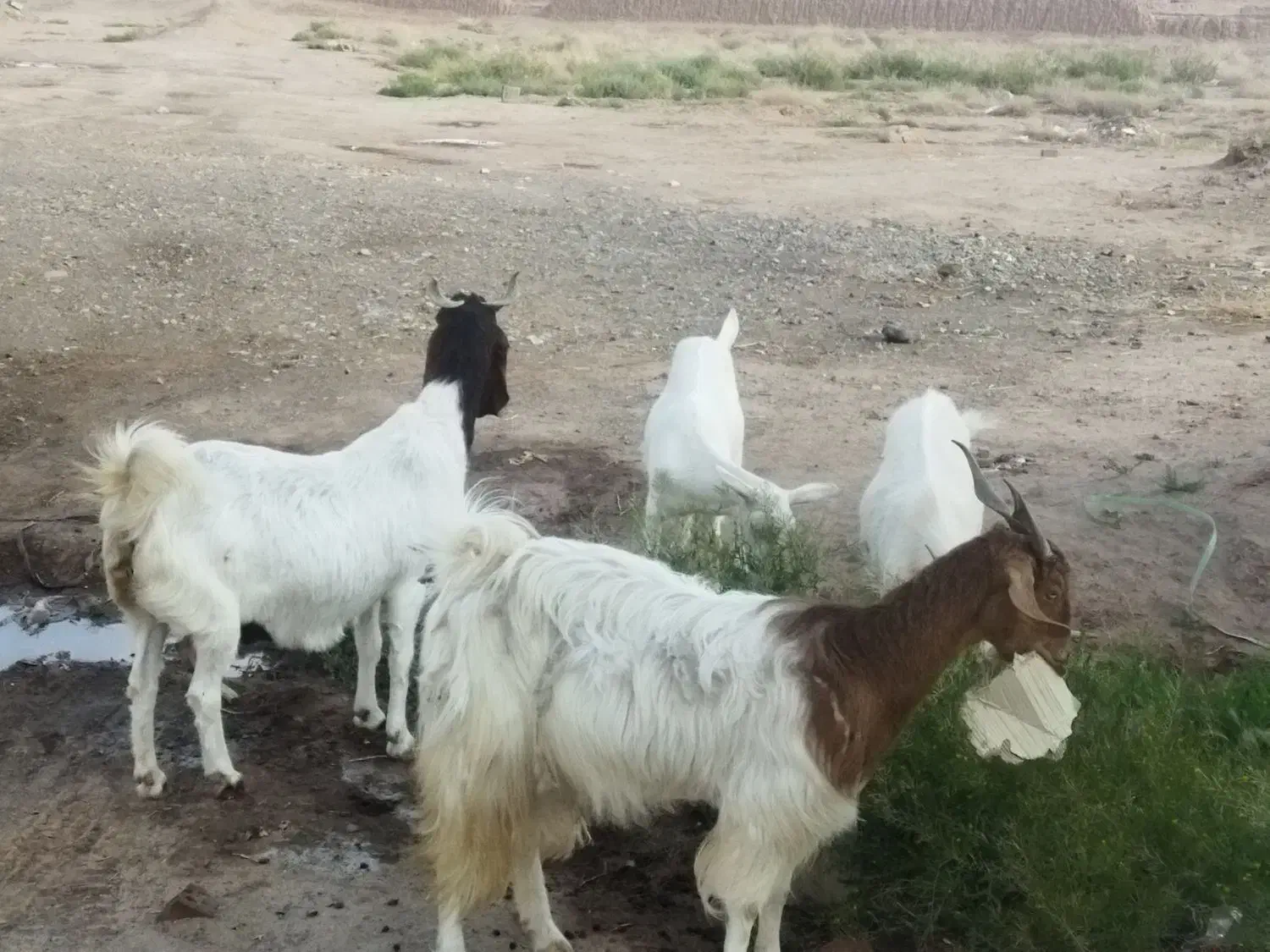 فروش کره وبره نر|حیوانات مزرعه|رفسنجان, |دیوار