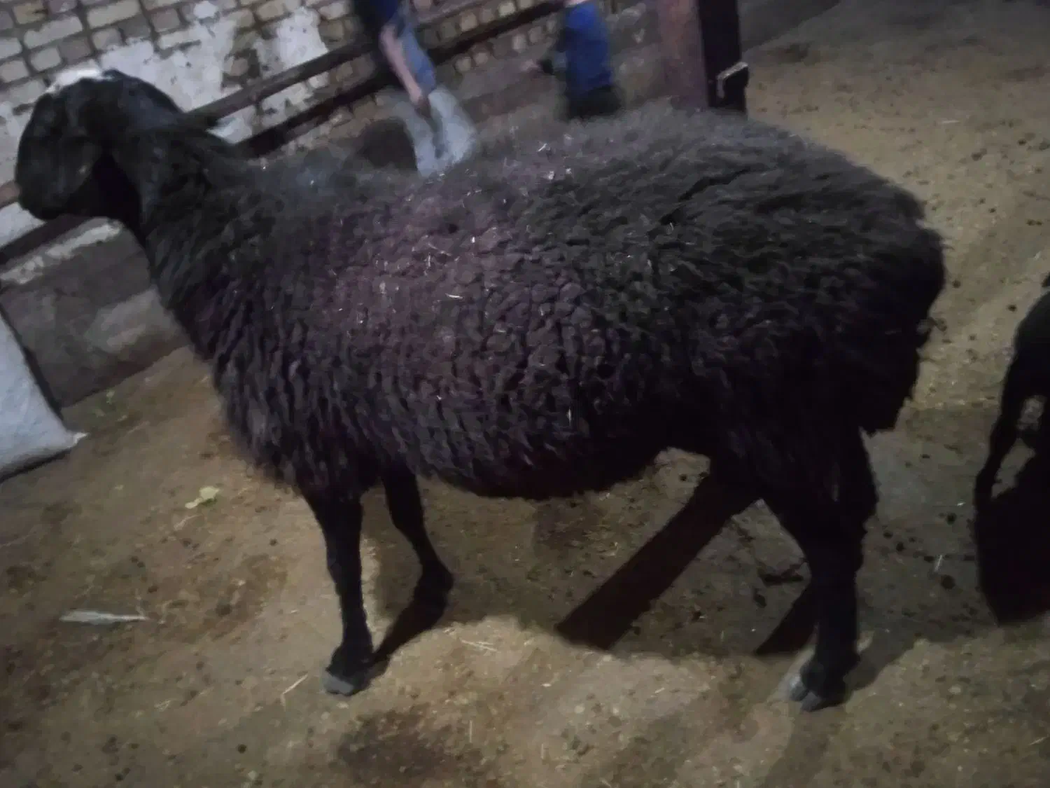 بره نر وماده،قوچ|حیوانات مزرعه|تاکستان, |دیوار