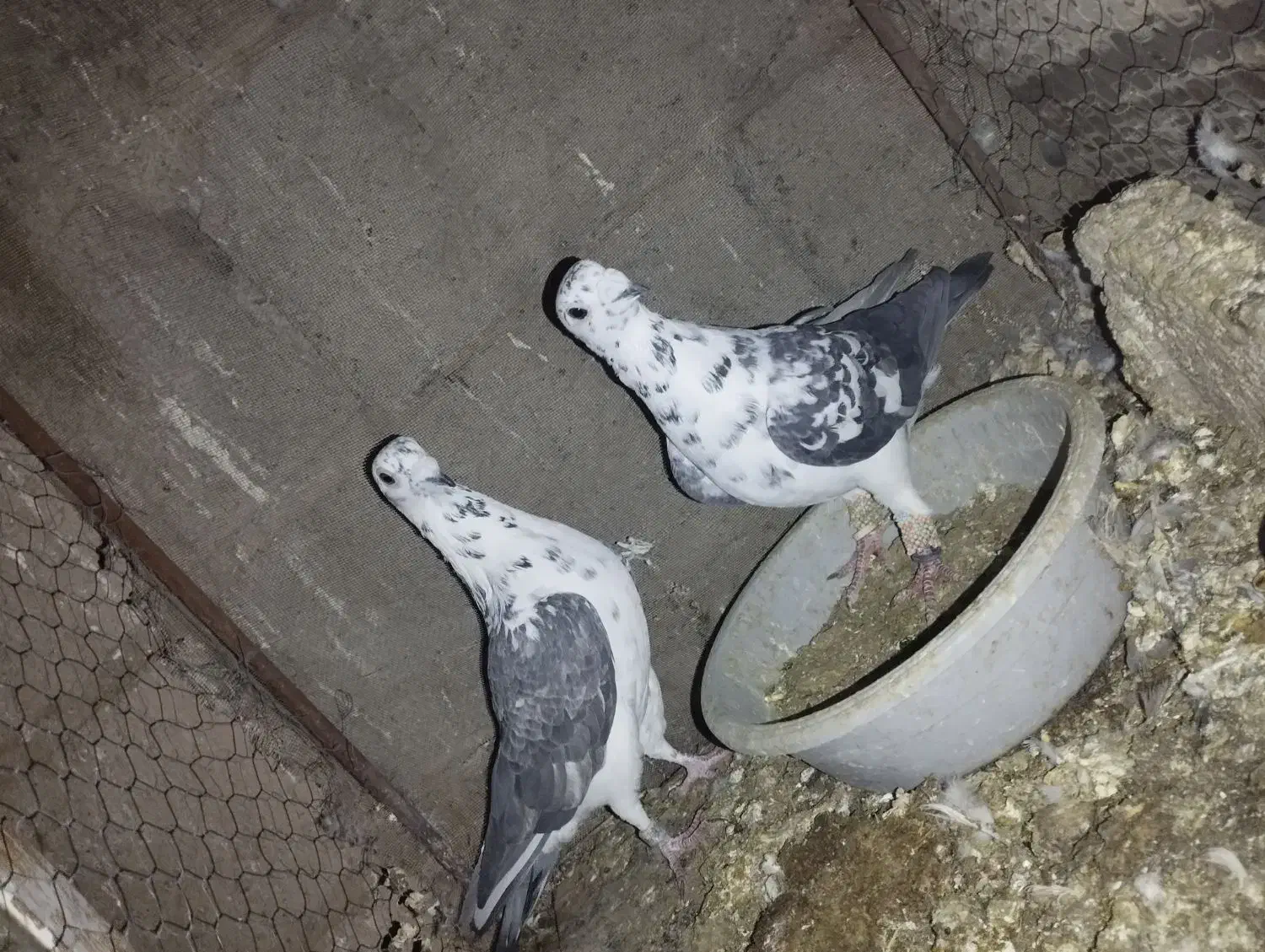 نر ماده بزک|پرنده|شهرآباد, |دیوار