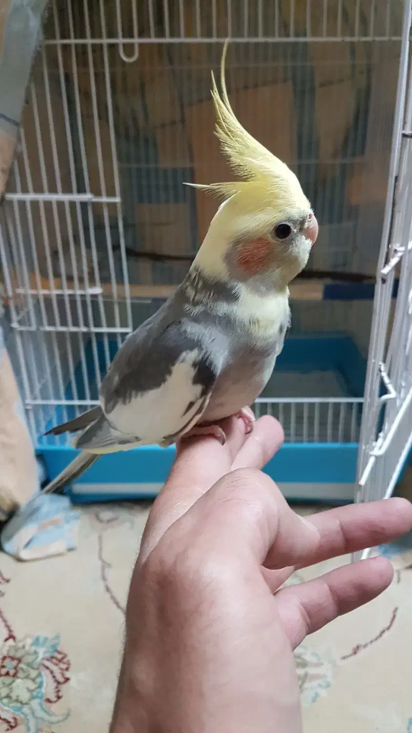 عروس هلندی نر سخنگو|پرنده|رشت, یخسازی|دیوار