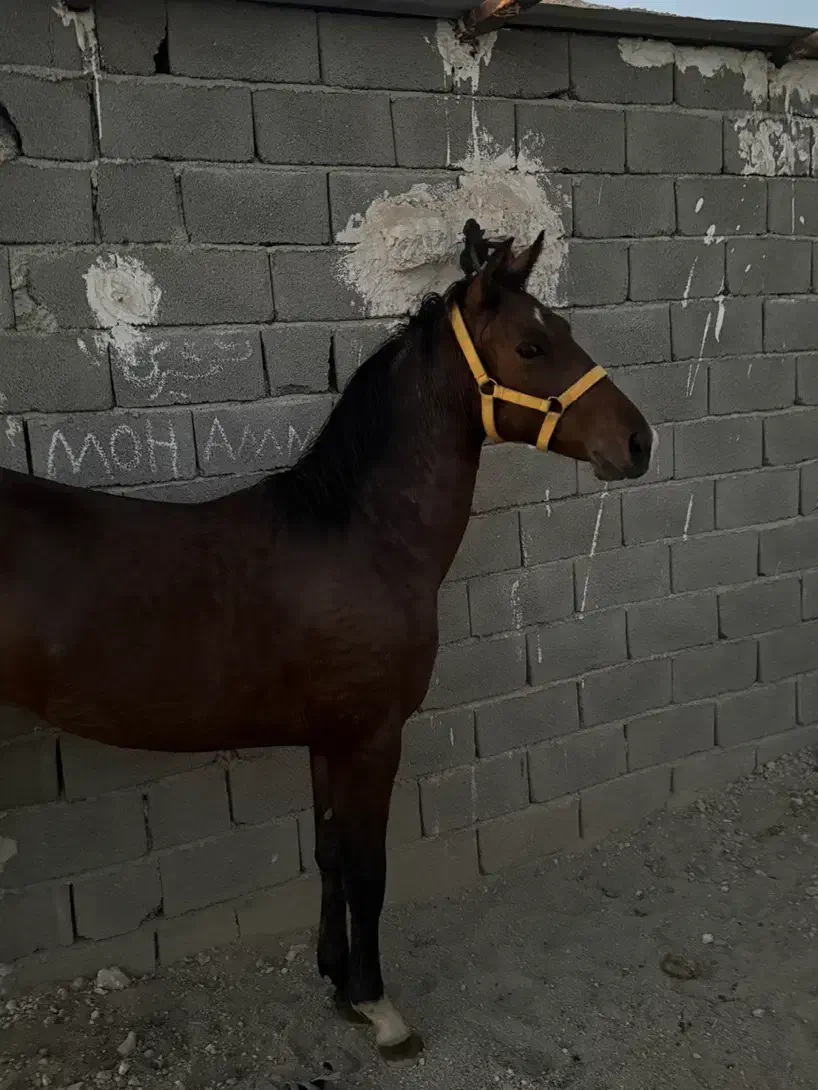 کره اسب نریان ۱۷ماهه|اسب و تجهیزات اسب‌سواری|تهران, خاوران|دیوار