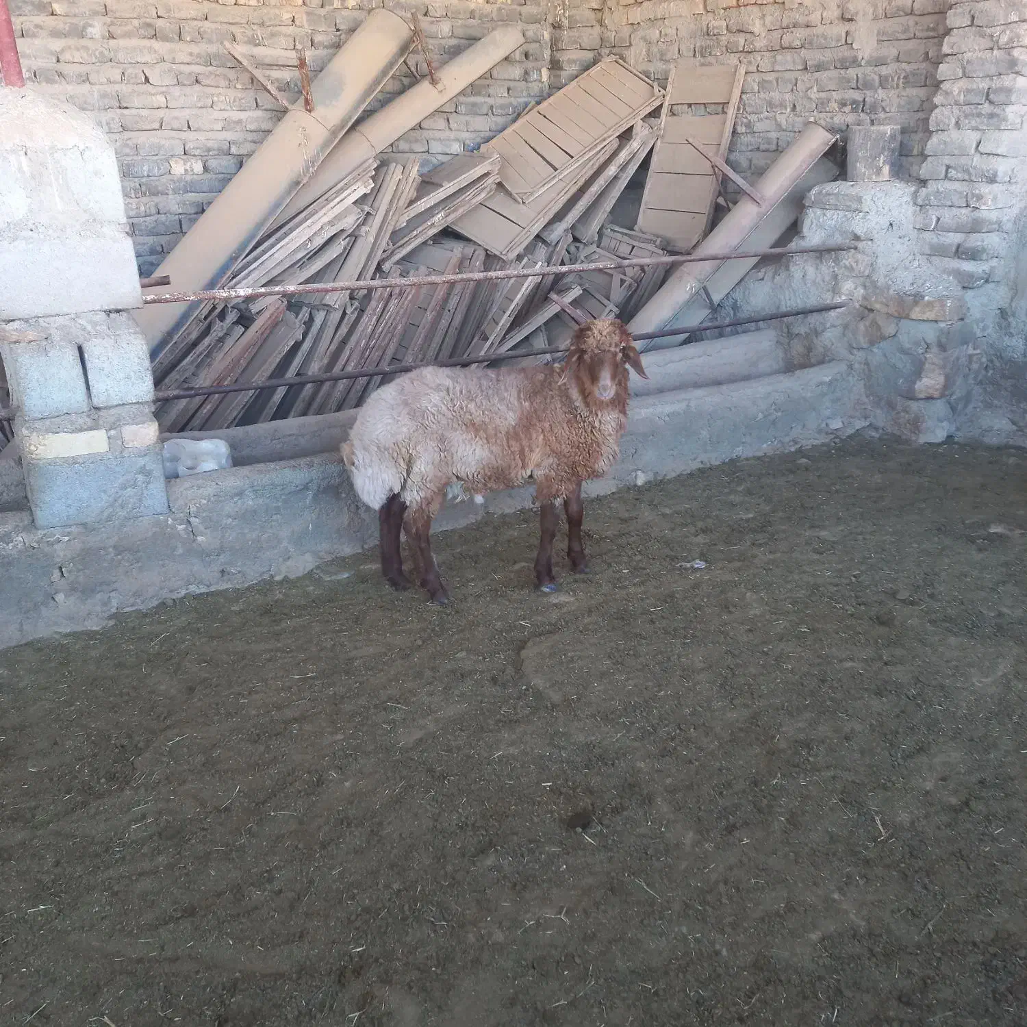 بره هترو|حیوانات مزرعه|شیروان (خراسان), |دیوار