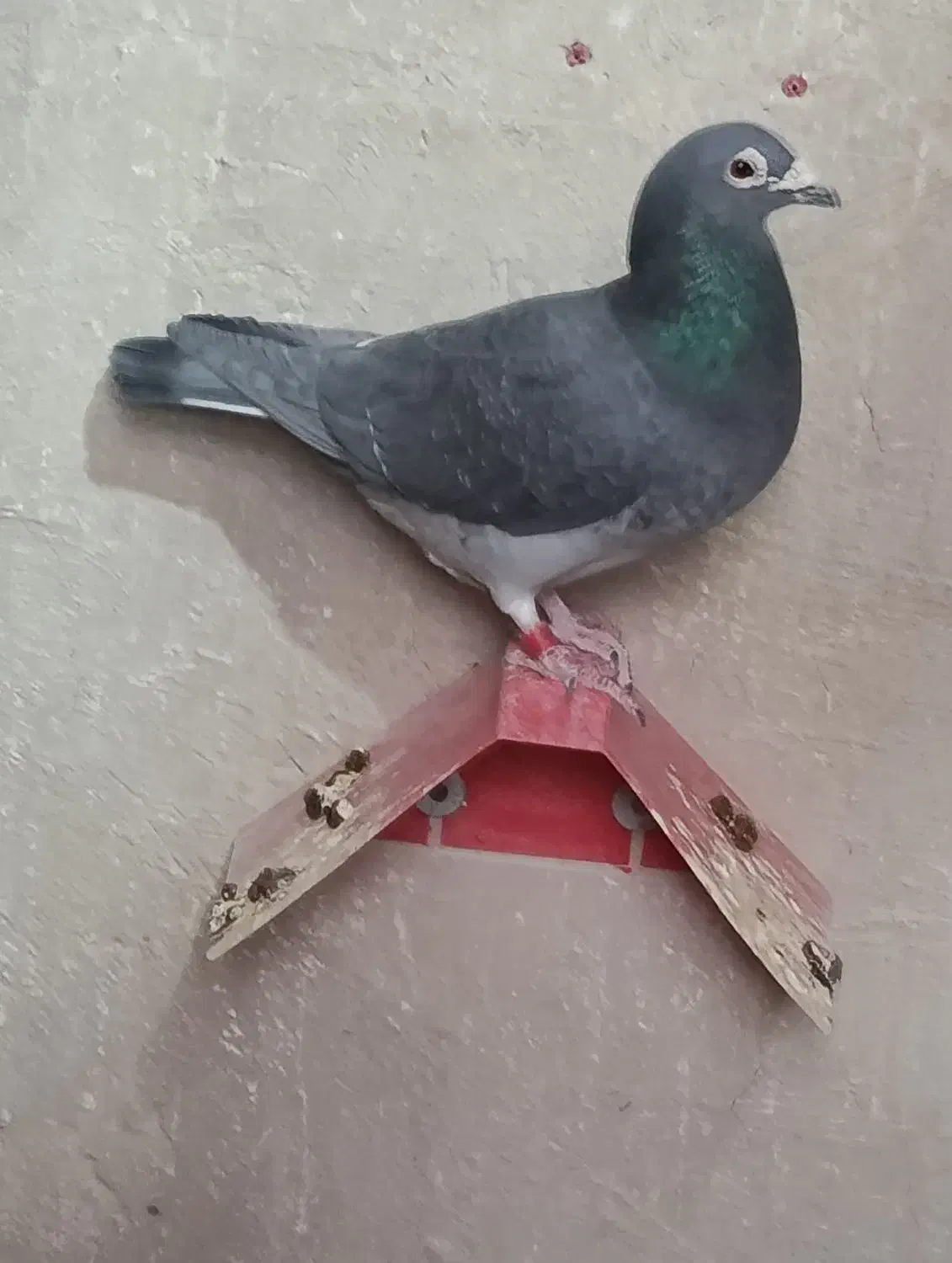 پلاکی مسافتی|پرنده|پیر بکران, |دیوار