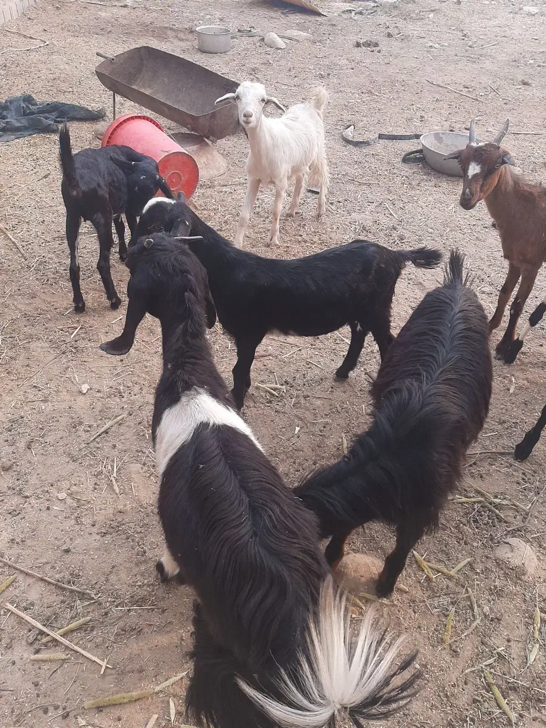 تعدادی کره گوشی|حیوانات مزرعه|بندر دیر, |دیوار