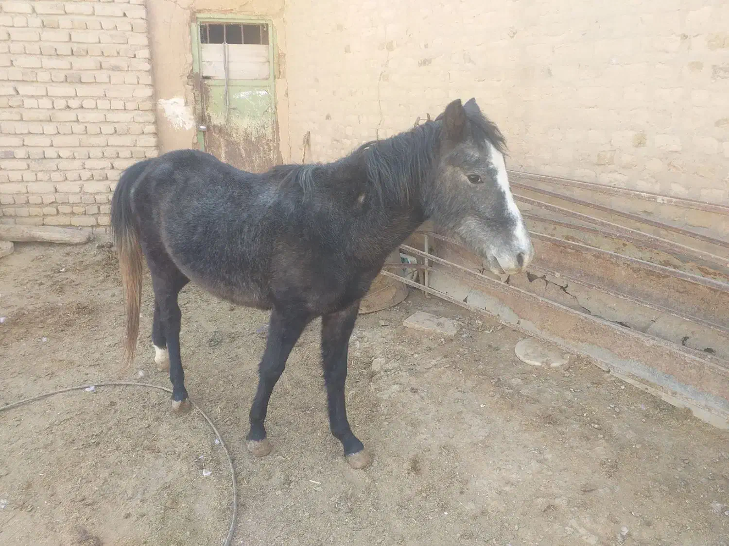 کره اسب مادیان ۱۴ماهه|اسب و تجهیزات اسبسواری|رامند, |دیوار