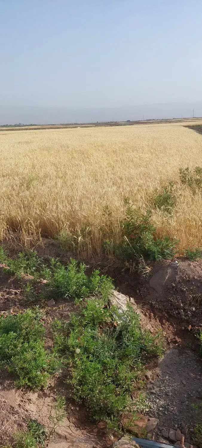 فروش و اجاره زمین کشاورزی|فروش زمین و ملک کلنگی|نگار, |دیوار