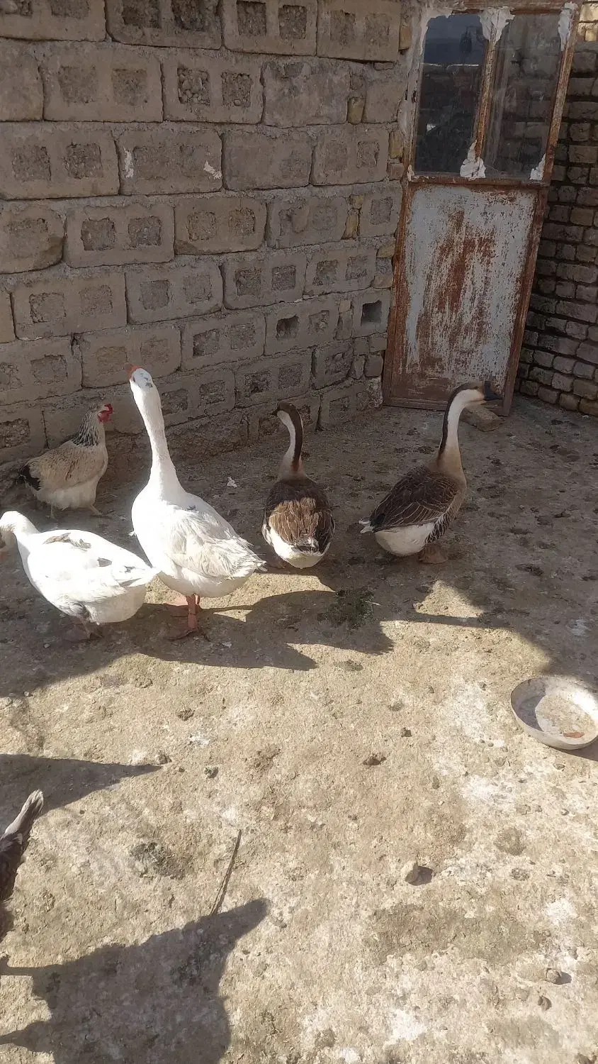 قوغاز|حیوانات مزرعه|خزل, |دیوار