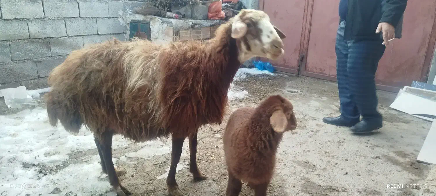 گوسفند بالالی|حیوانات مزرعه|مشگین شهر, |دیوار