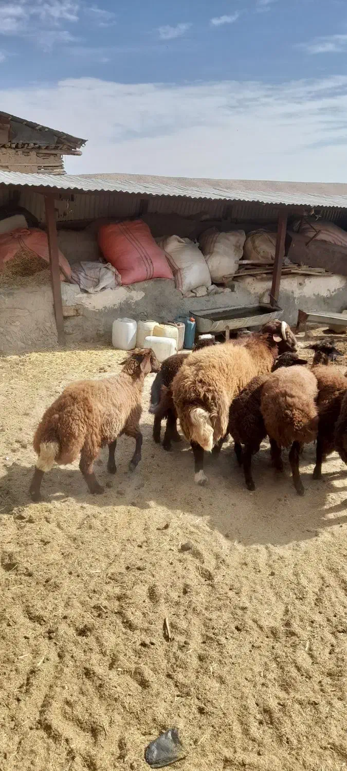 قوچ افشار فروش ( داشتی )|حیوانات مزرعه|فیروزکوه, |دیوار