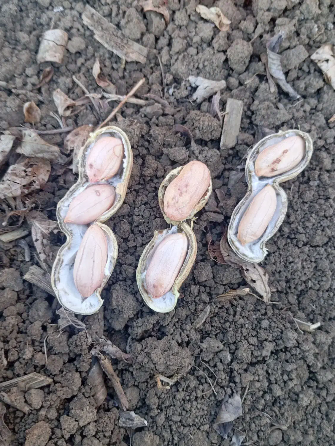 فروش بادام زمینی اطلسی درشت پر مغز|عمده‌فروشی|پارس‌آباد, |دیوار