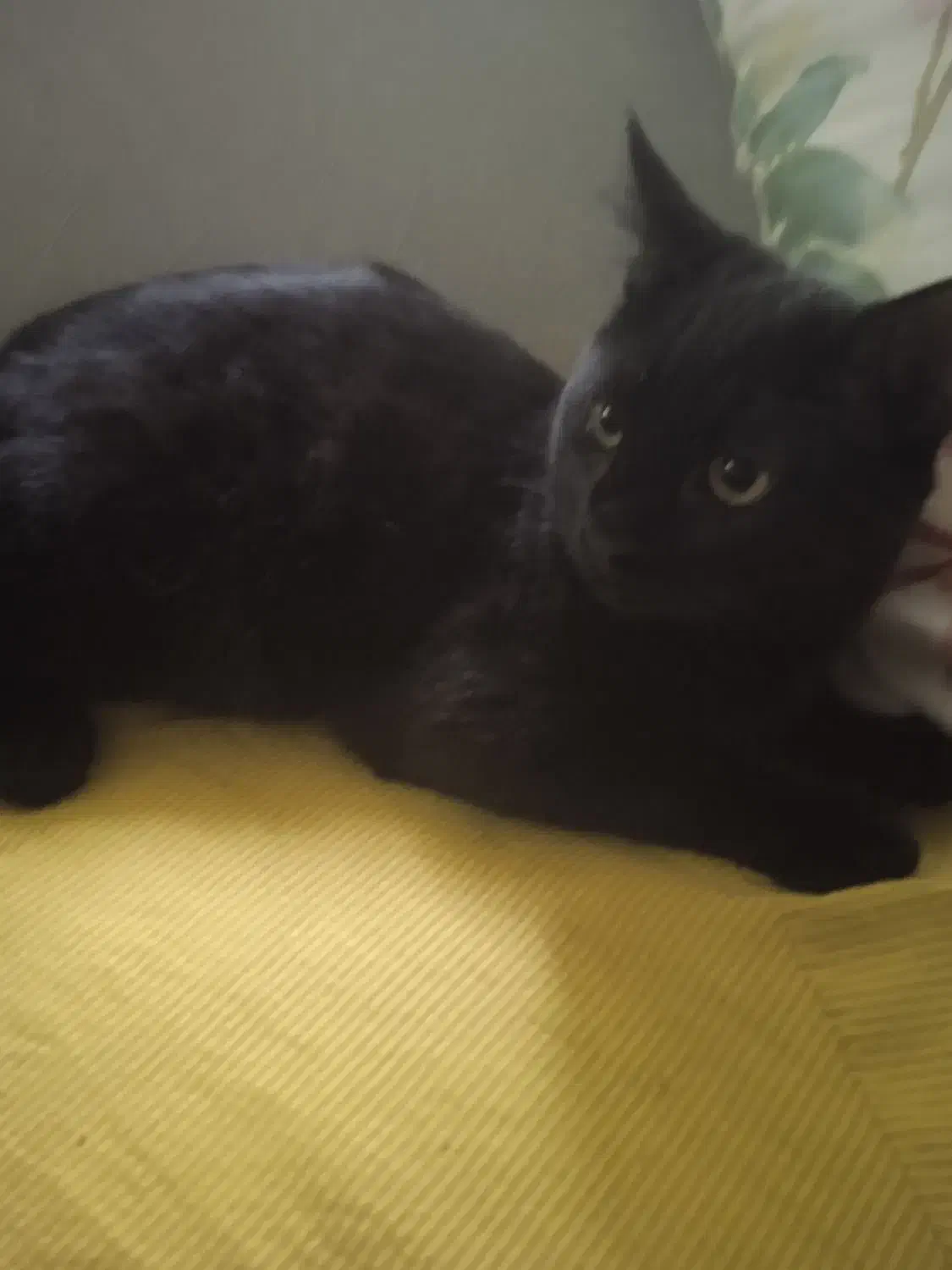 واگذاری گربه 4ماهه نر|گربه|کرمانشاه, |دیوار