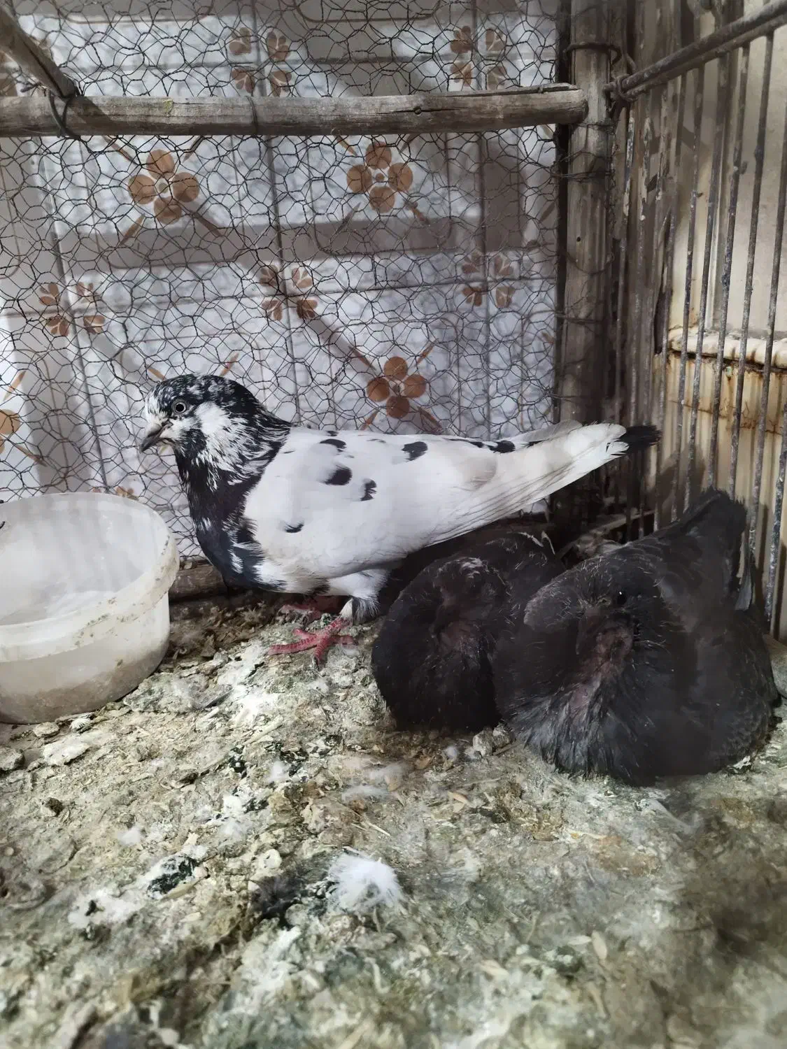 کفتر کاشانی پرش دار|پرنده|خمینی‌شهر, |دیوار