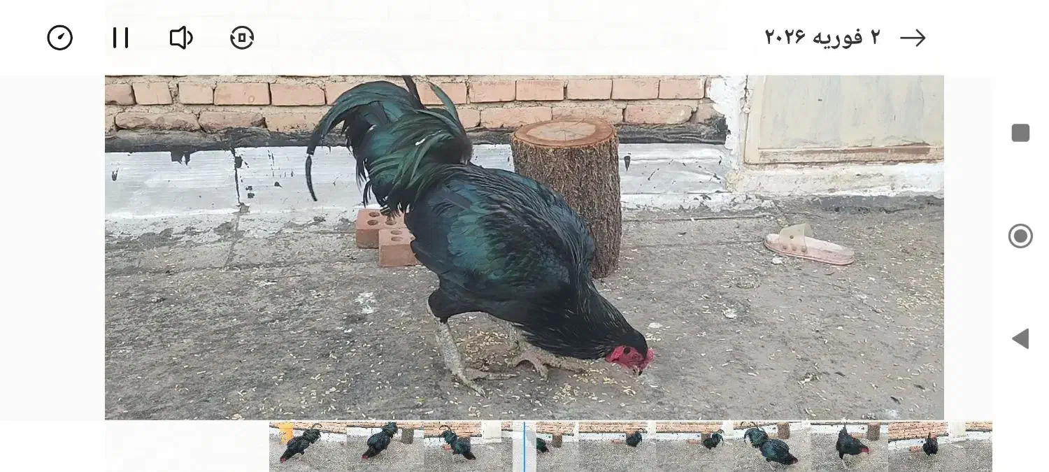 خروس سیاه|حیوانات مزرعه|نقده, |دیوار