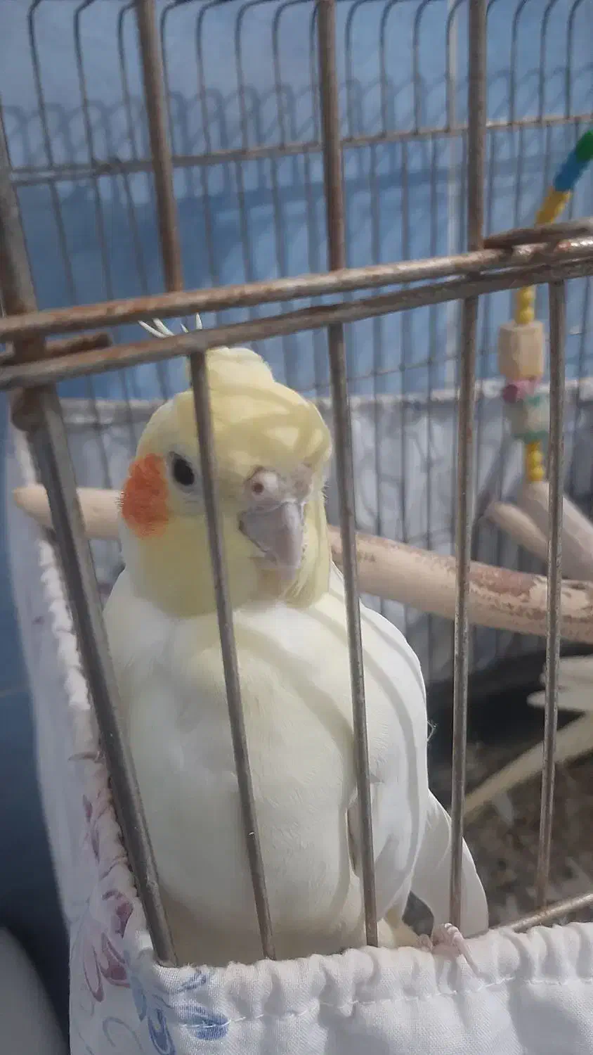 ۲تا عروس هلندی سخنگو|پرنده|تهران, قصر فیروزه ۲|دیوار