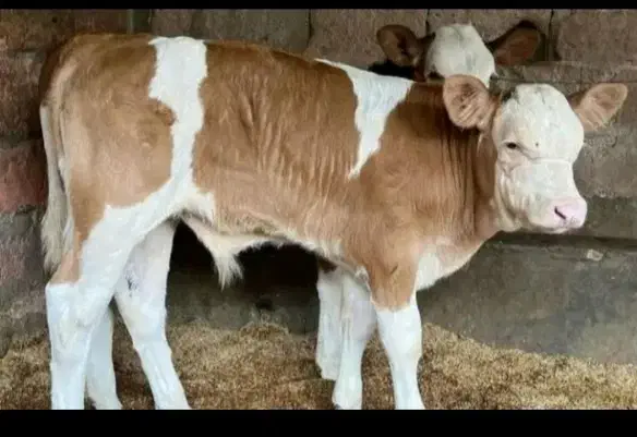 گوساله های درجه یک|حیوانات مزرعه|نیشابور, دارایی|دیوار