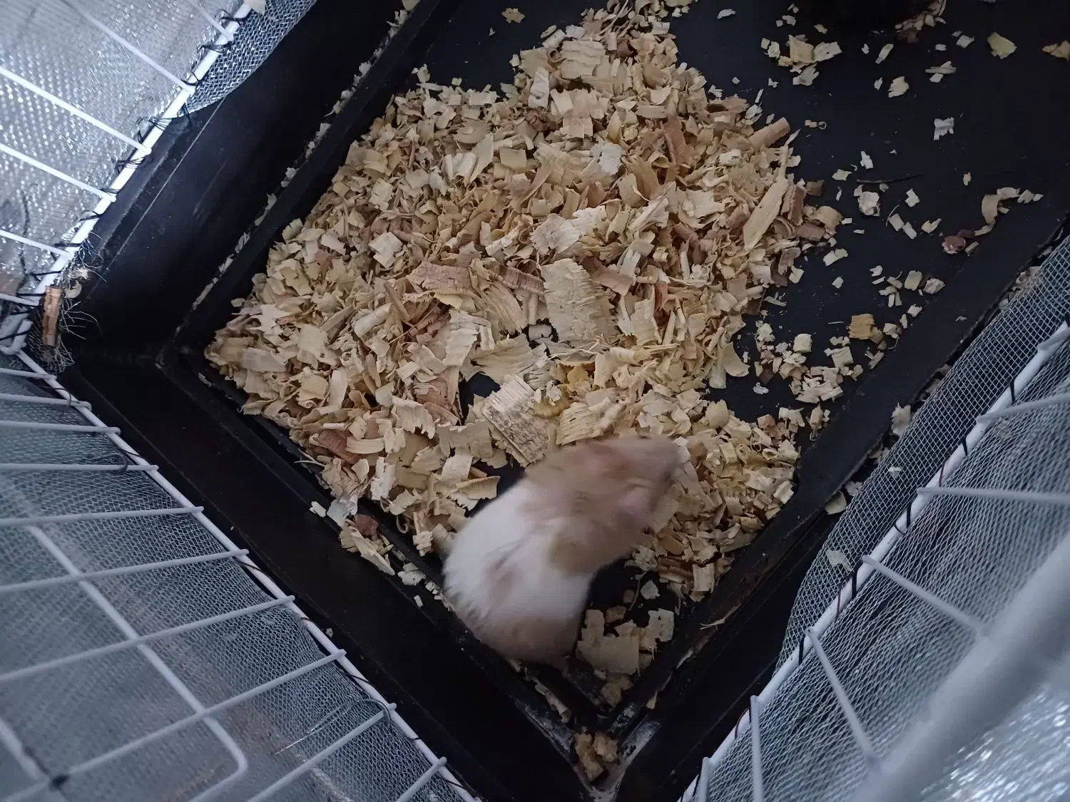 همستر همراه قفس|موش و خرگوش|ایرانشهر, |دیوار