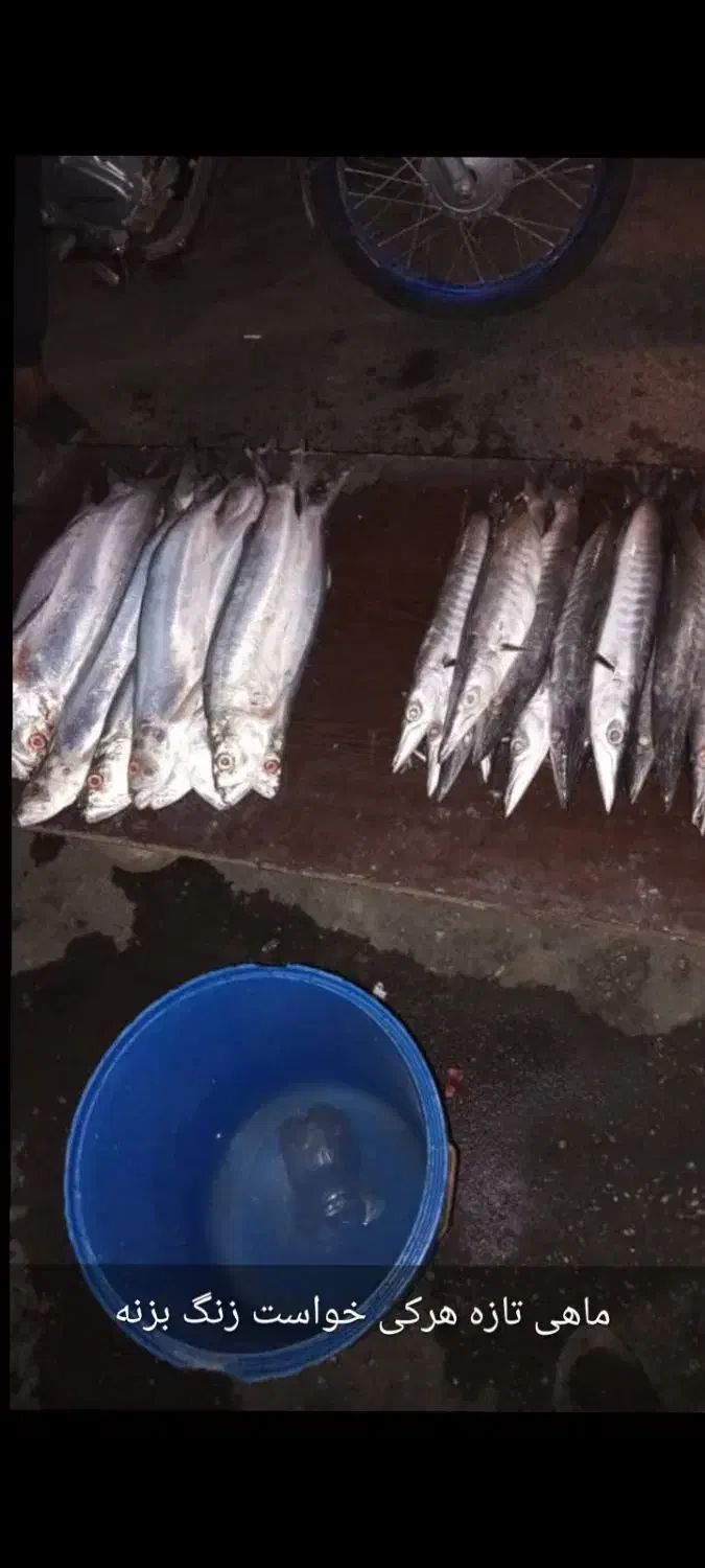 ماهی فروشی|ماهی|هندیجان, |دیوار