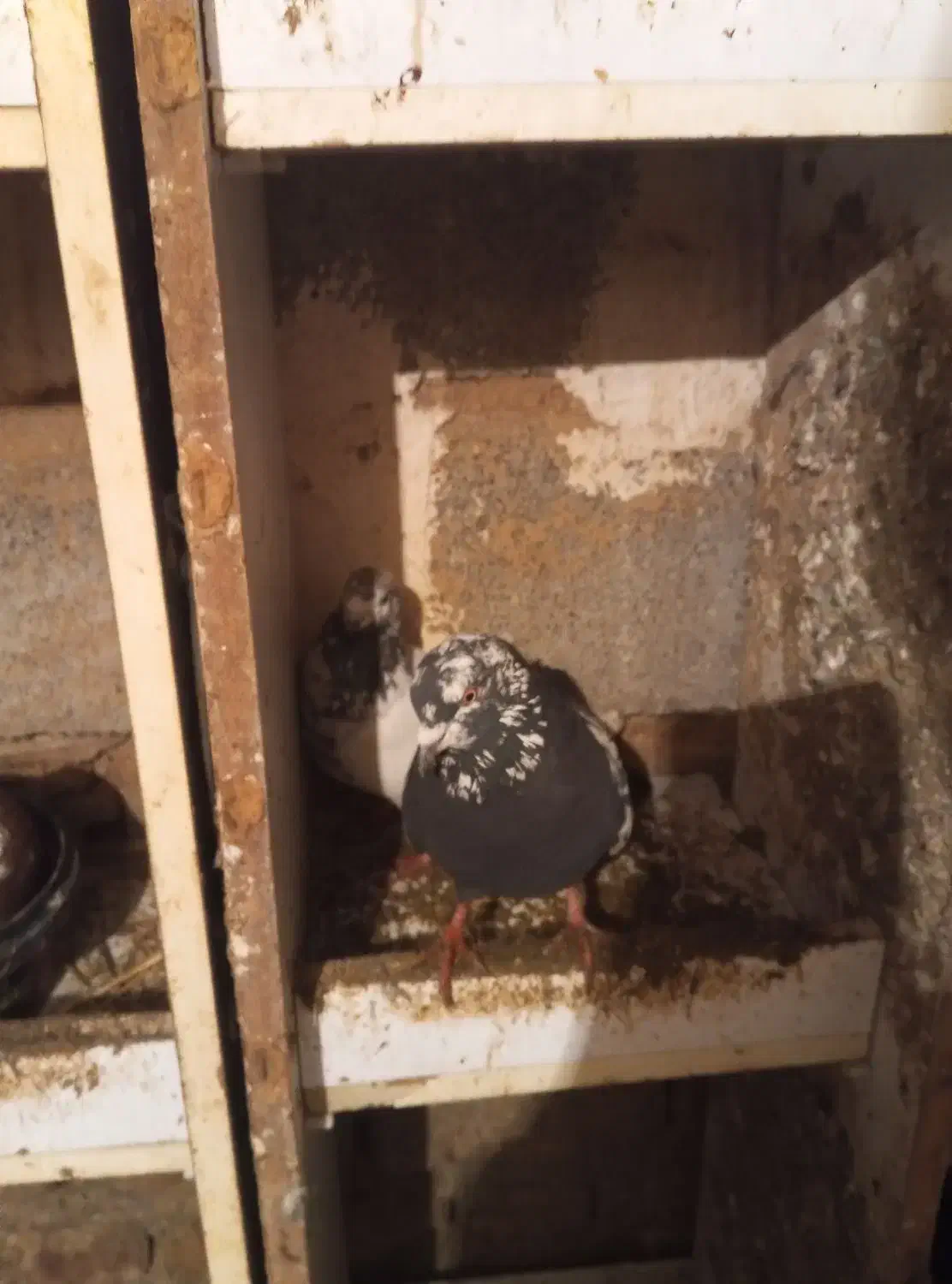 کبوتر نر|پرنده|سیلوانه, |دیوار