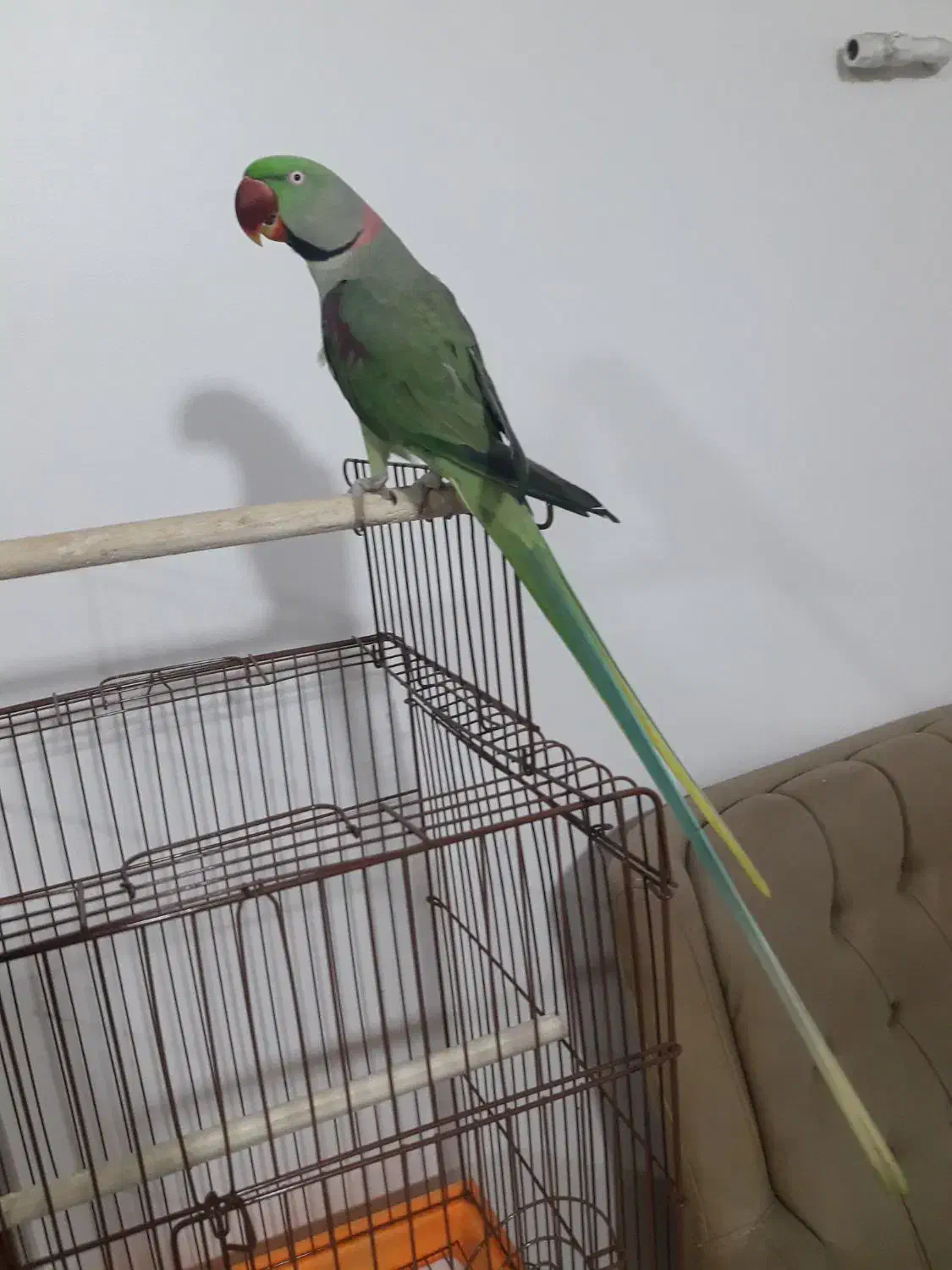 فروش شاه طوطی|پرنده|قائمشهر, |دیوار