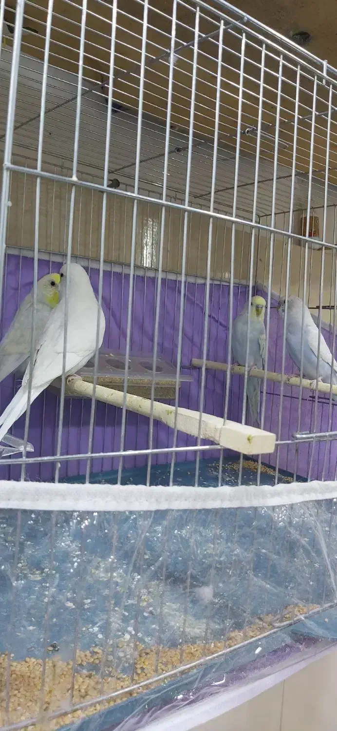 فروش دان ولوازم پرندگان عزیزی|پرنده|مهاباد (آذربایجان غربی), |دیوار