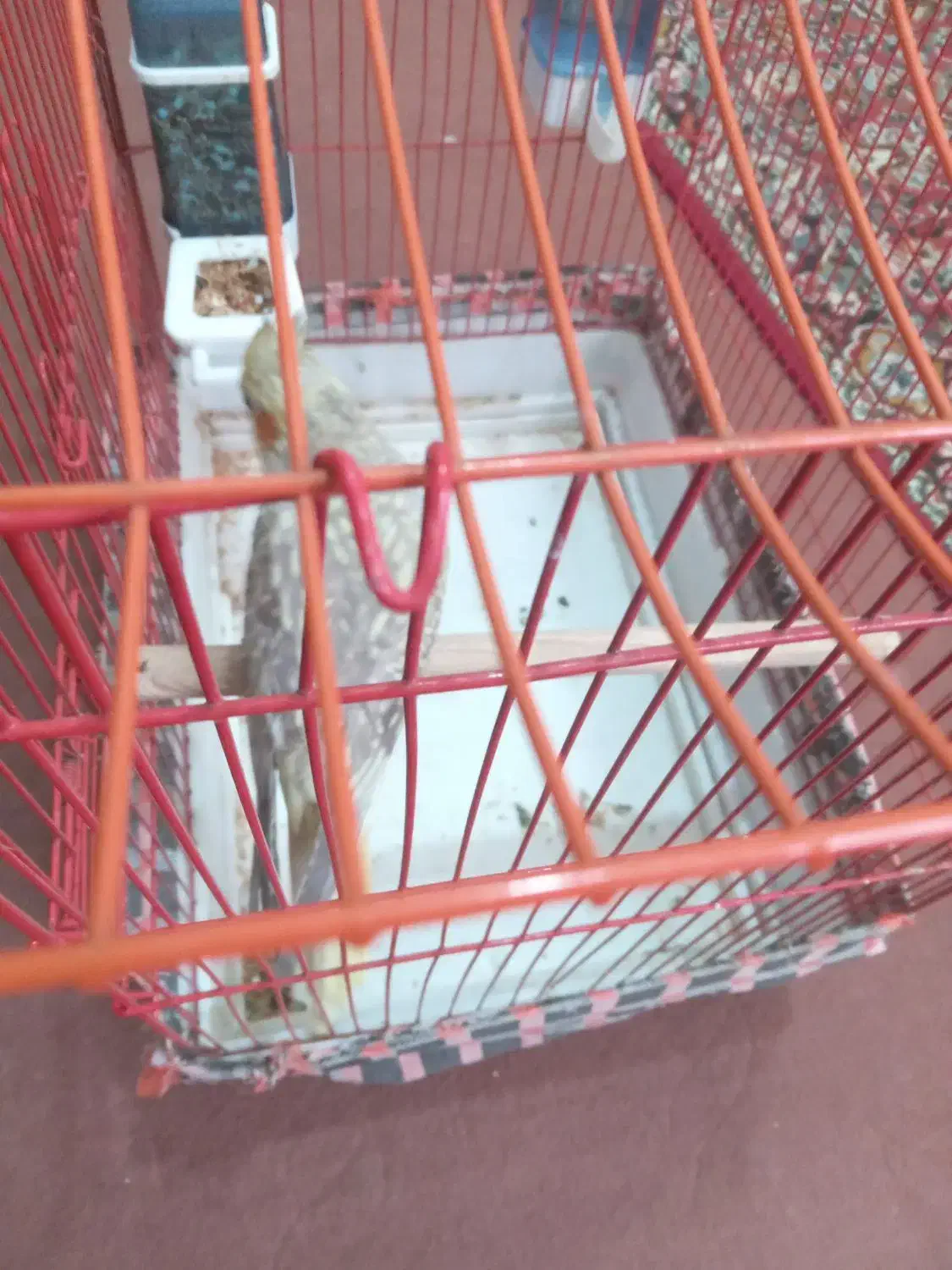 فروش یامعاوضه یک عددعروس هلندی ماده زیبا|پرنده|فردوسیه, |دیوار