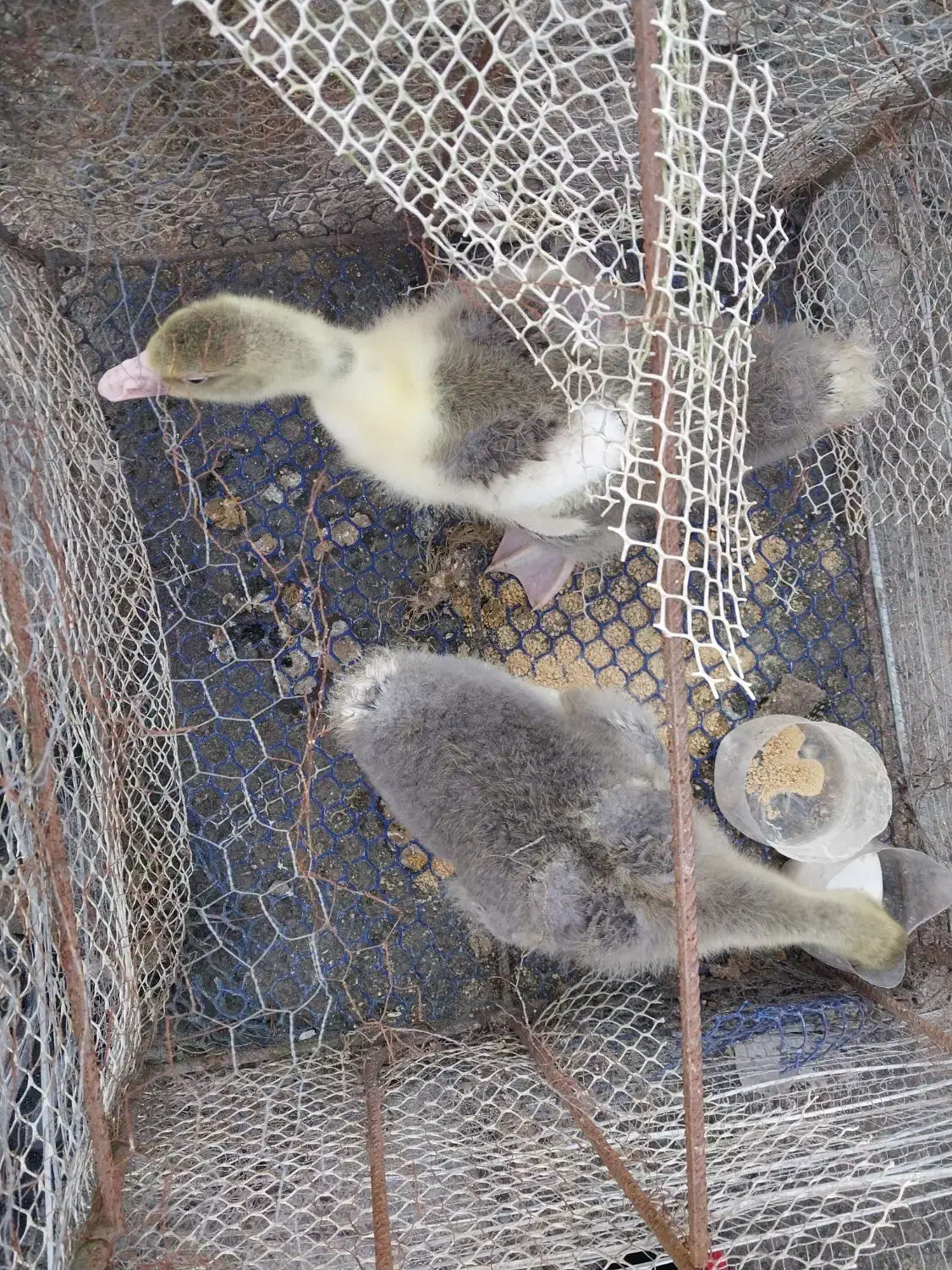 فروش  جوجه غاز محلی|حیوانات مزرعه|آمل, |دیوار