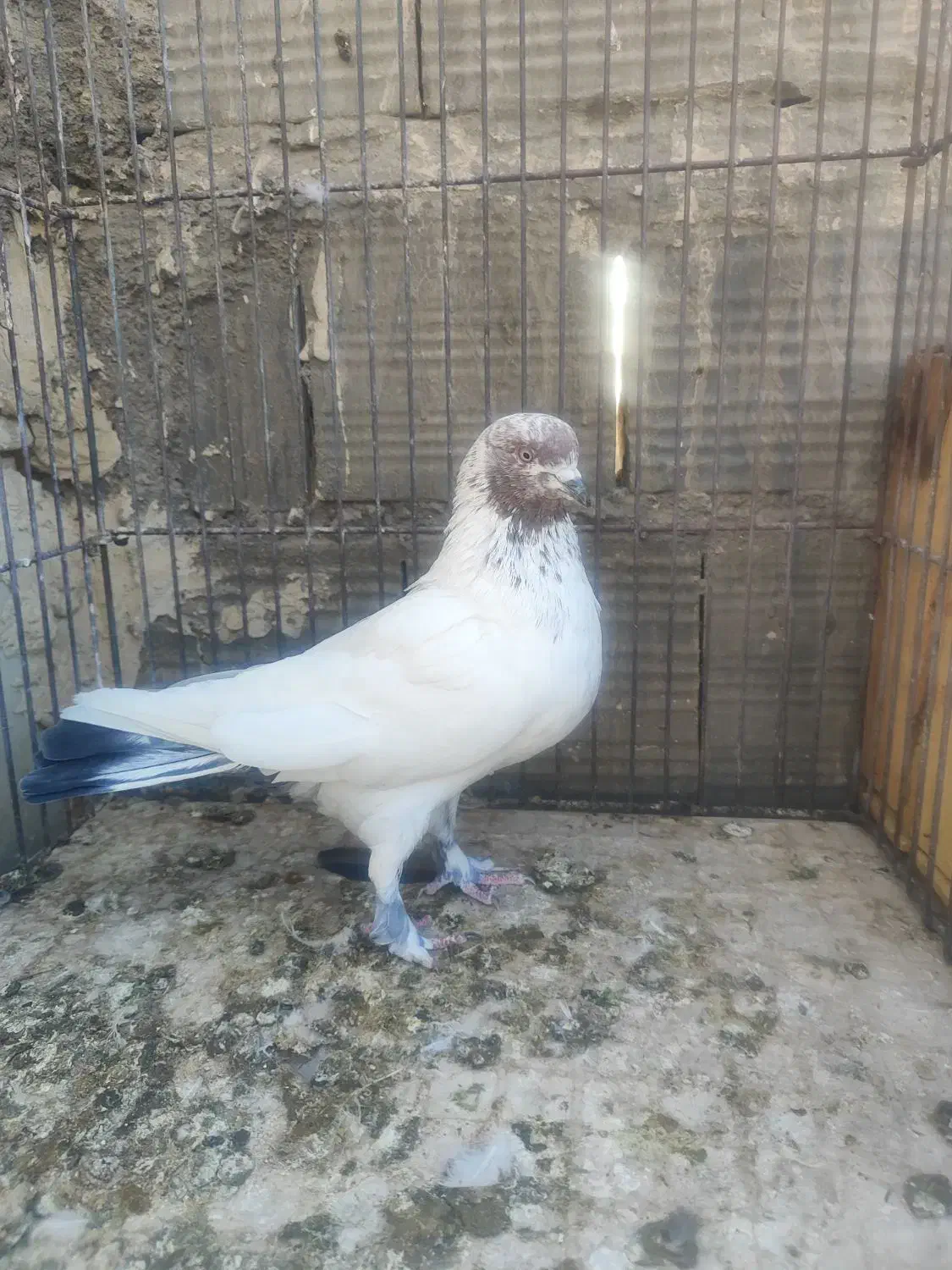 پرنده پرشی|پرنده|کاشان, راوند|دیوار