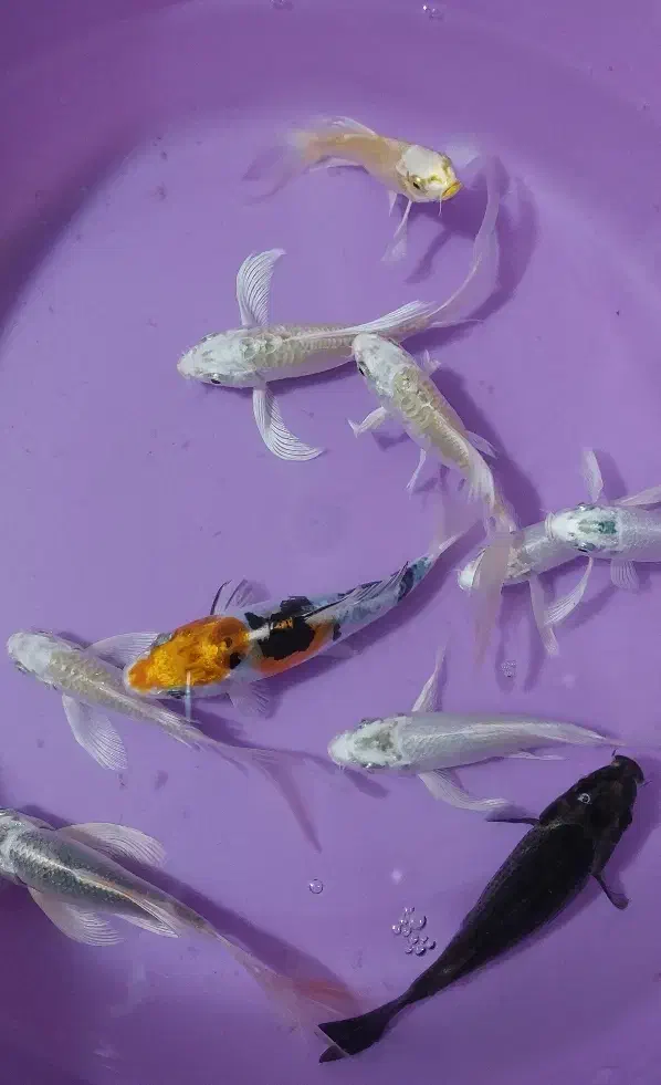 ماهی کوی ۱۰ عدد|ماهی|چهاردانگه (تهران), |دیوار