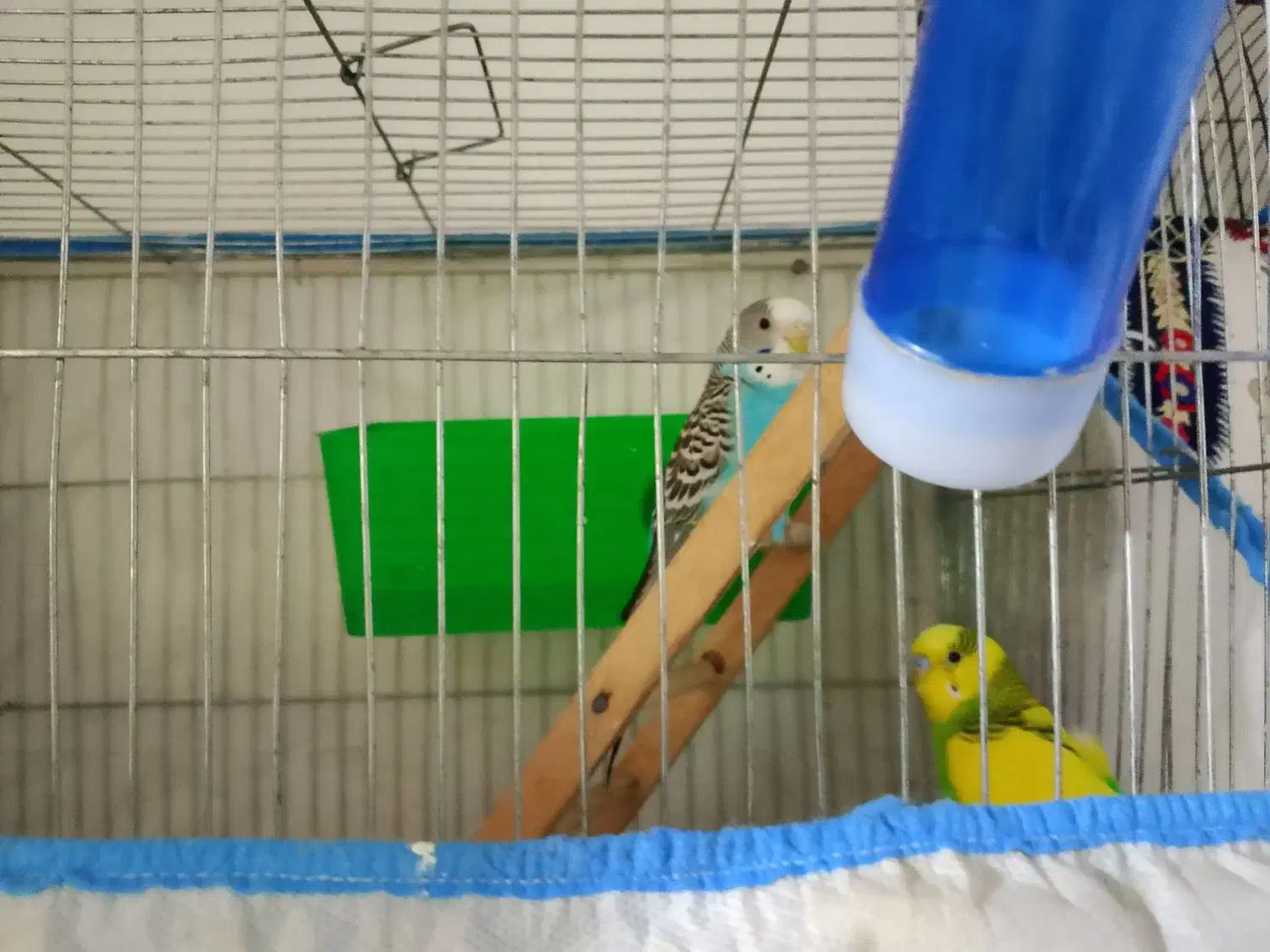 مرغ عشق|پرنده|ملارد, |دیوار