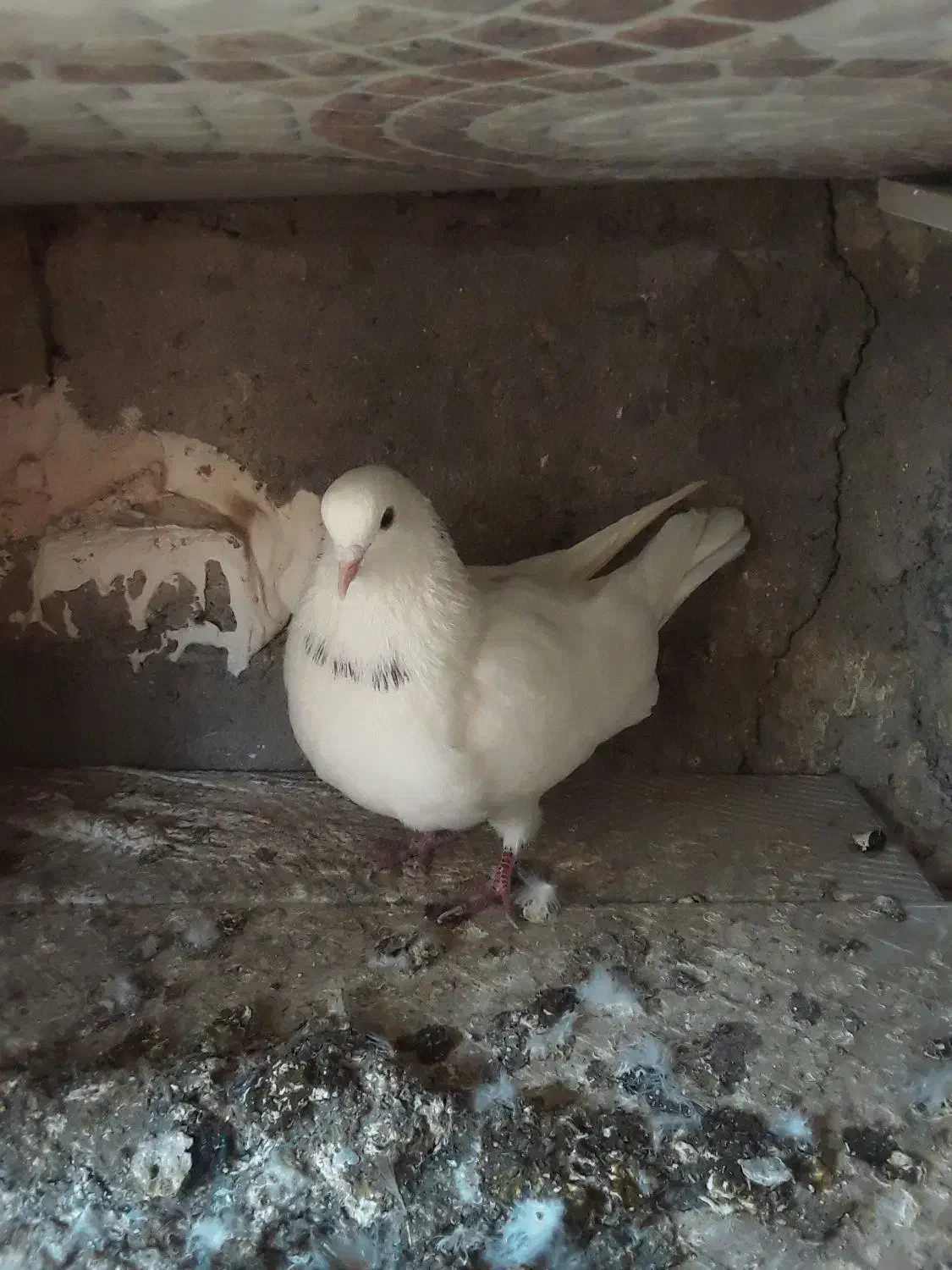 سلام چهار کفتر فروشی|پرنده|مشگین شهر, |دیوار