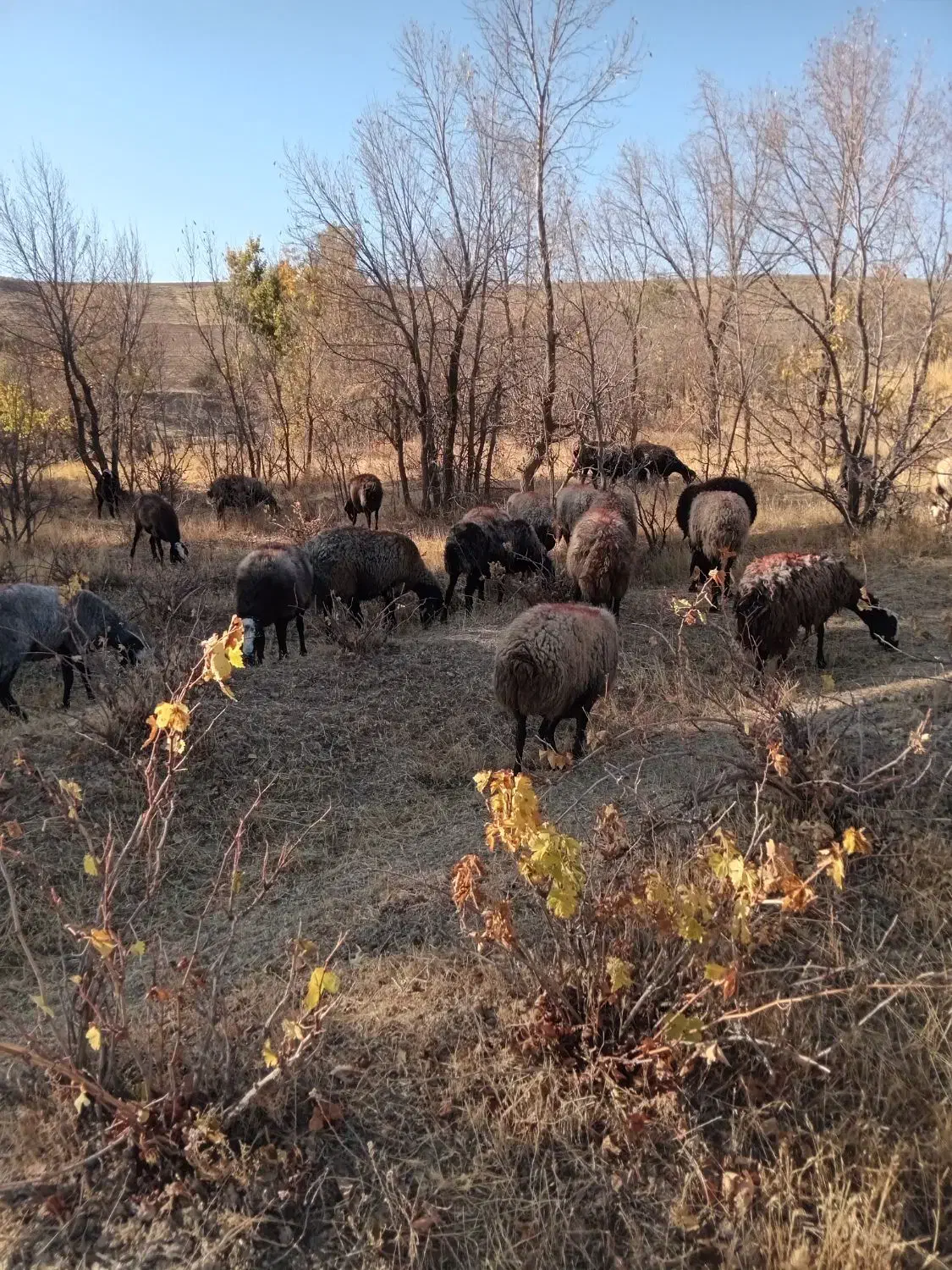 ضایعات ماکارونی برای استفاده دام|عمده‌فروشی|سنندج, |دیوار